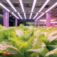 ال ای دی نواری رشد گیاه 2500K تراکم 120 بدون سیم 12 ولت Green Line لوپ لایت IP65 برش 2.5 سانتی متر