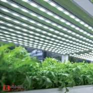 ال ای دی نواری رشد گیاه 4000K تراکم 120 بدون سیم 12 ولت Green Line لوپ لایت IP65 برش 2.5 سانتی متر